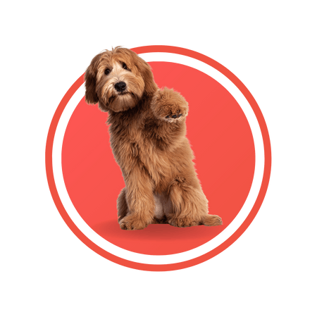 Mascotas - Max Variedad